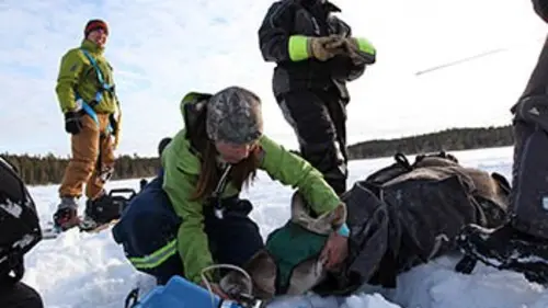Michelle ou la vie sauvage S02E02 Caribous volants
