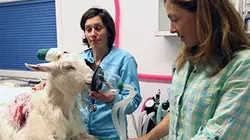 Sur Equidia Life à 23h45 : Michelle ou la vie sauvage