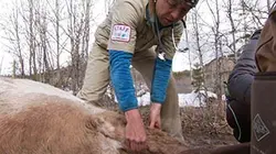 Visuel de Michelle ou la vie sauvage