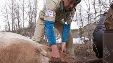 Une mouette pour cible