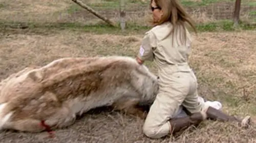 Michelle ou la vie sauvage S02E08 Le temps de la séduction