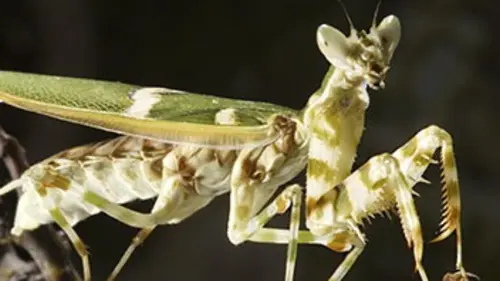 Micro-monstres E01 Conflits