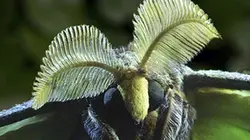 Visuel de Micro-monstres
