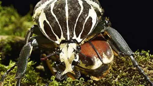 Casting Micro-monstres E03 Parades nuptiales