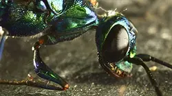 Visuel de Micro-monstres