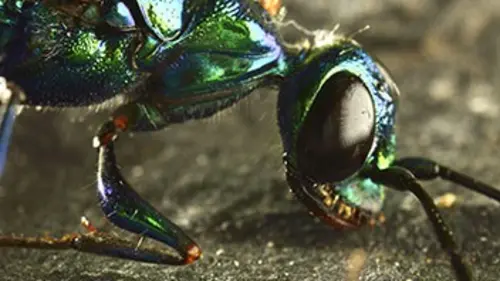 Micro-monstres E05 Vie de famille