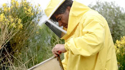 Miel de Sicile, le nectar des abeilles noires