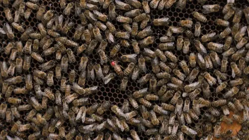 Casting Miel : un buzziness florissant