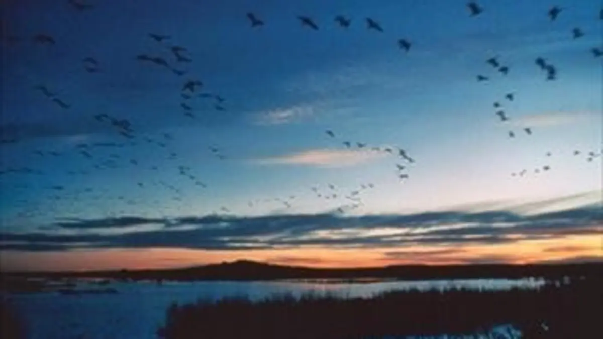 Migrations extraordinaires