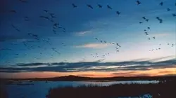 Visuel de Migrations extraordinaires