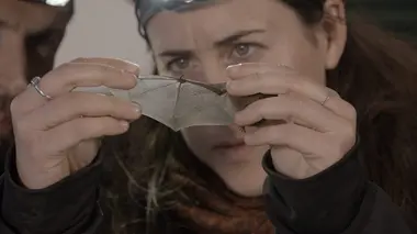 La chauve-souris pipistrelle de Nathusius