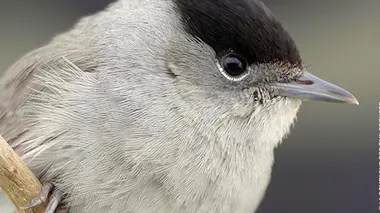 La fauvette à tête noire