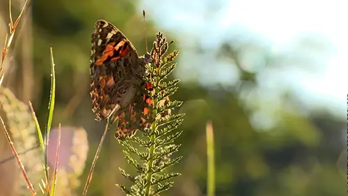 Migrations secrètes Le papillon Belle-Dame