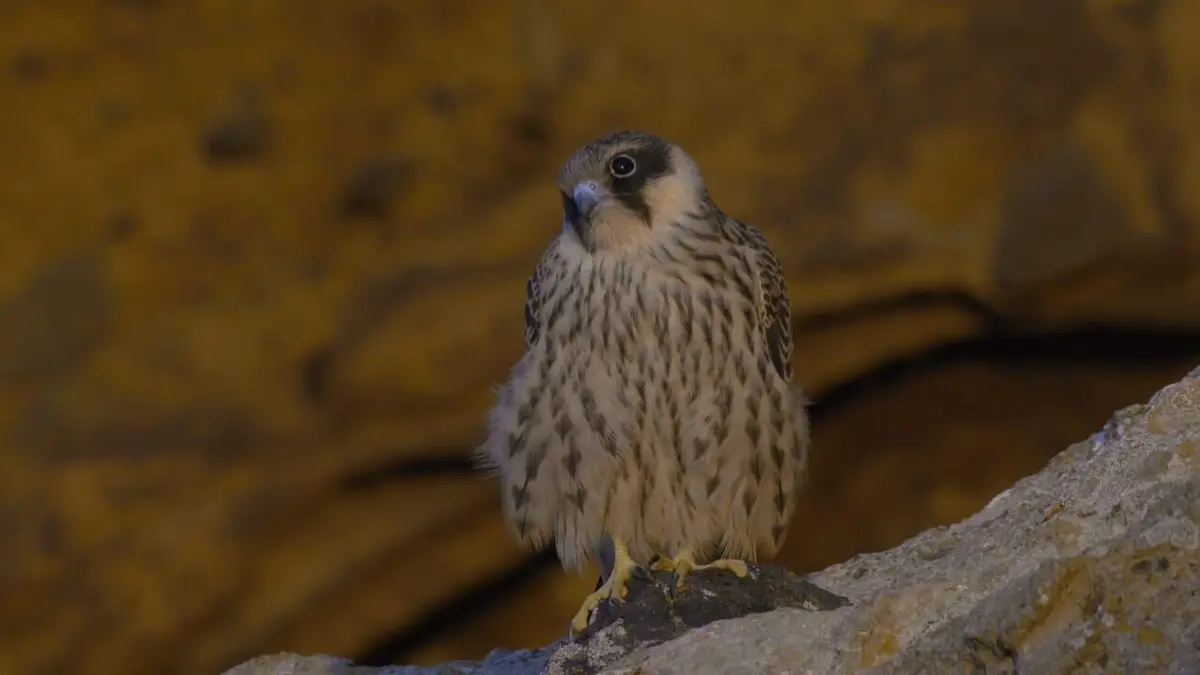 Migrations secrètes Le faucon d'Eléonore