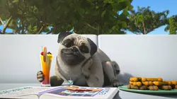 Mike, une vie de chien S01E62 Le rival