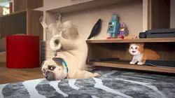 Mike, une vie de chien S01E19 Vent de folie