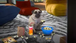 Mike, une vie de chien S01E71 Silence, on tourne !