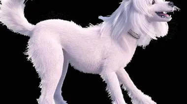 Tout savoir sur les ratons-laveurs