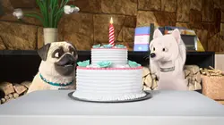 Mike, une vie de chien S01E59 Joyeux anniversaire Mike !