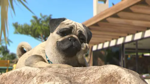 Mike, une vie de chien S01E04 En... vang!