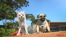 Mike, une vie de chien S01E74 Tortues musicales
