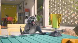 Mike, une vie de chien  S01E42 Le tournoi