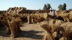 Mille et une Egyptes L'agriculture