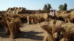 Mille et une Egyptes L'agriculture