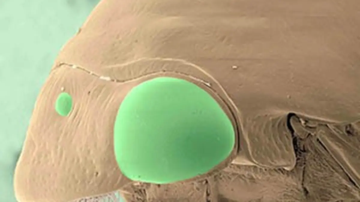 Mini-monstres en Amazonie