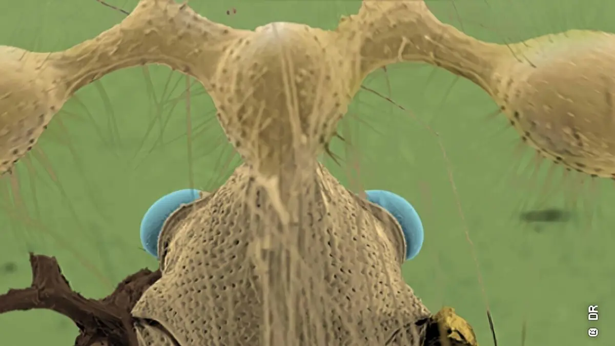 Mini-monstres en Amazonie Paroles d'insectes