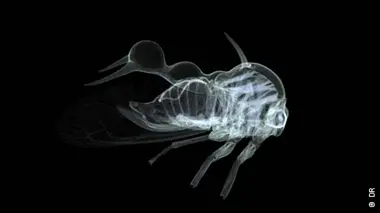 Ces étranges membracides