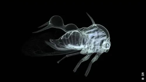 Mini-monstres en Amazonie Ces étranges membracides