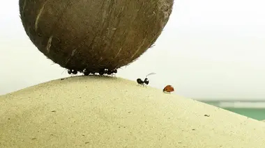 Minuscule 2 : les mandibules du bout du monde