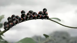 Minuscule 2 : les mandibules du bout du monde