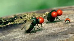 Minuscule : la vallée des fourmis perdues