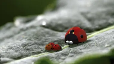 Minuscule S02E24 Tapette