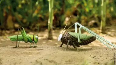 Minuscule S02E70 Métamorphose