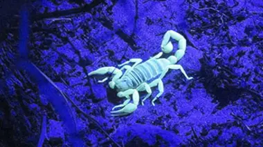 Aux sources des sens