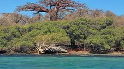 Visuel de Mission baobab