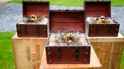 Visuel de Mission Fort Boyard