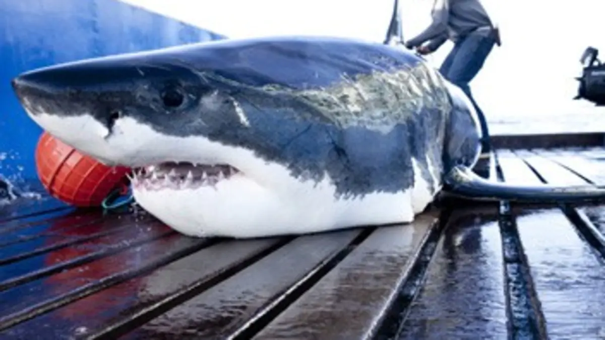 Mission grands requins blancs E02