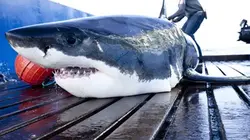 Visuel de Mission grands requins blancs
