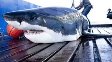 Mission grands requins blancs