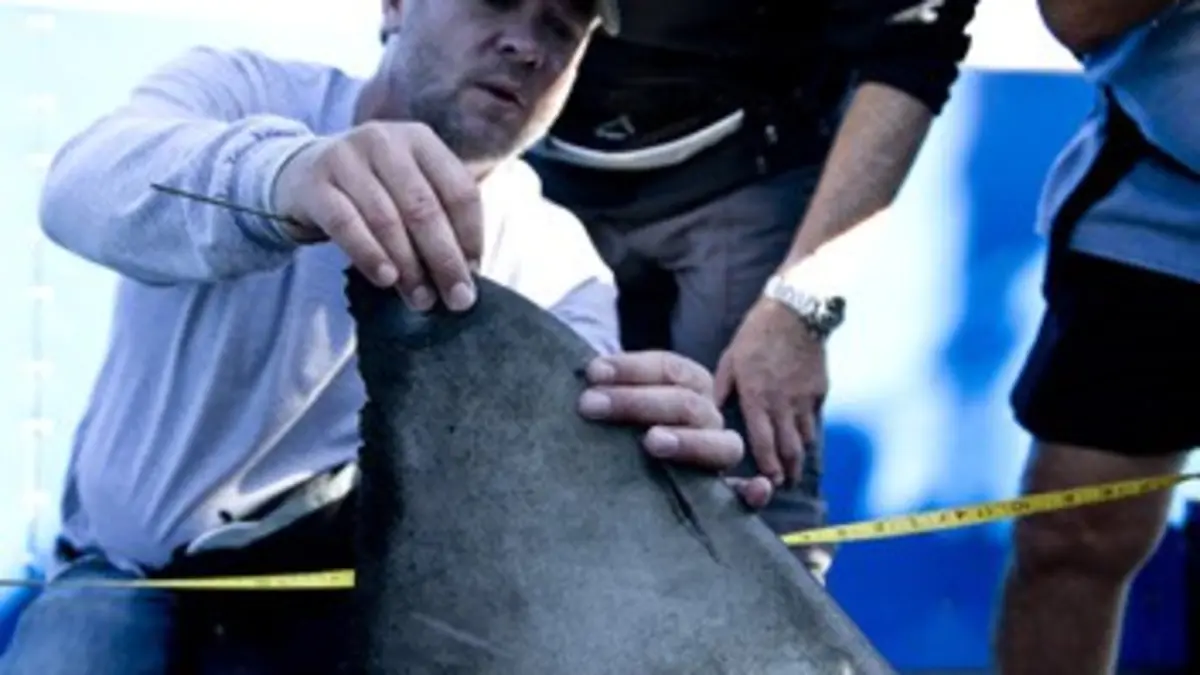 Mission grands requins blancs E03