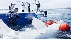 Visuel de Mission grands requins blancs