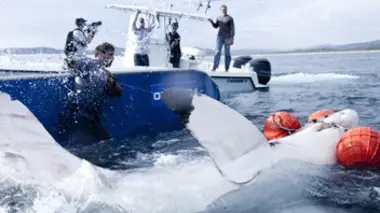 Mission grands requins blancs