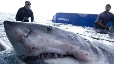 Mission grands requins blancs