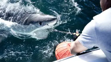 Mission grands requins blancs