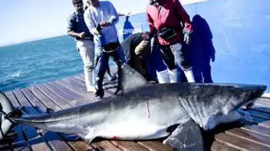 Mission grands requins blancs