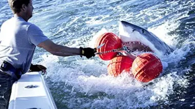 Mission grands requins blancs E05